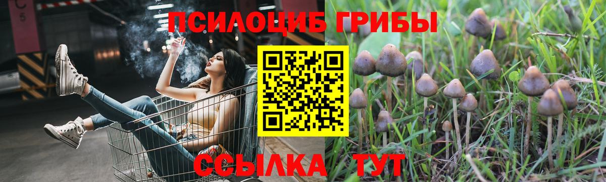 как найти наркотики  Псилоцибиновые грибы Psilocybe  Моздок  Псилоцибиновые грибы Magic Shrooms 